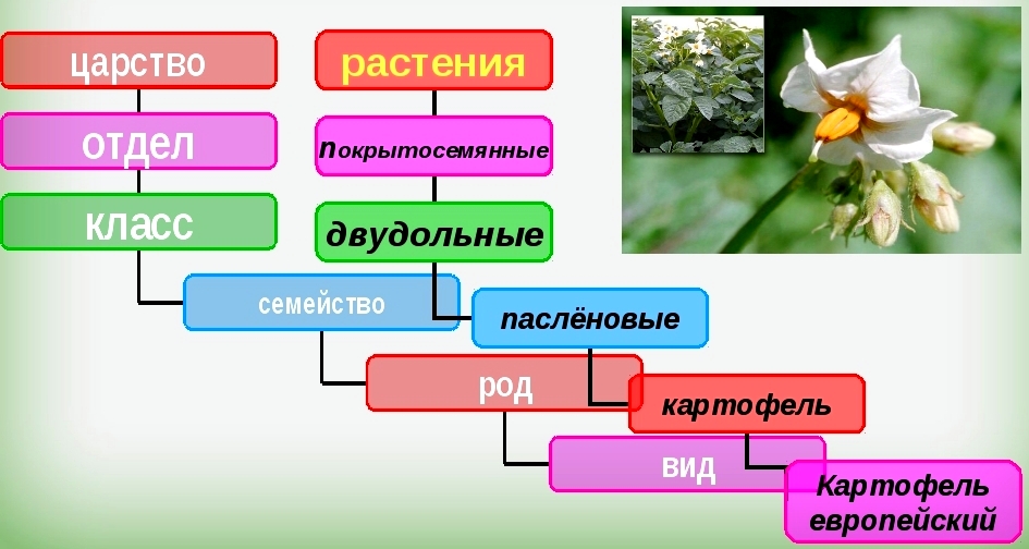 систематика растений