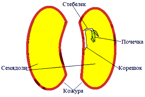 Биология 6 Пономарева Учебник §5