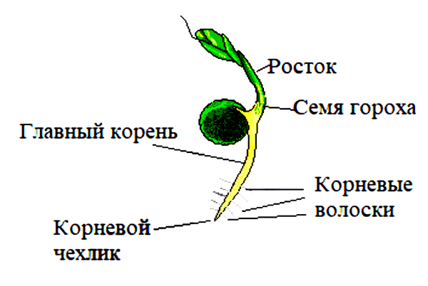 Биология 6 Пономарева Учебник §7
