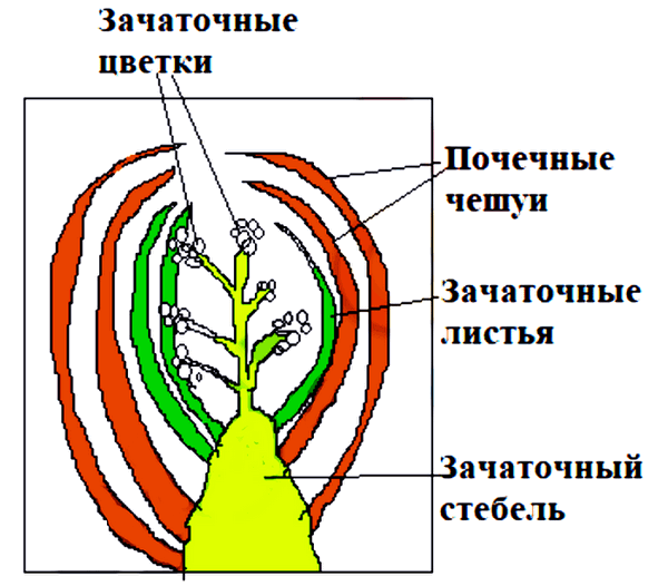Биология 6 Пономарева Учебник §8