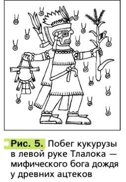 Рис. 5. Побег кукурузы в левой руке Тлалока — мифического бога дождя у древних ацтеков