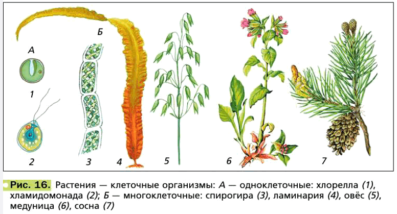 Рис. 16. Растения — клеточные организмы: А — одноклеточные: хлорелла (1), хламидомонада (2); Б — многоклеточные: спирогира (3), ламинария (4), овёс (5), медуница (6), сосна (7)