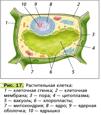 Рис. 17. Растительная клетка: 1 — клеточная стенка; 2 — клеточная мембрана; 3 — пора; 4 — цитоплазма; 5 — вакуоль; 6 — хлоропласты; 7 — митохондрия; 8 — ядро; 9 — ядерная оболочка; 10— ядрышко