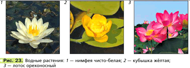 Биология 6 Пономарева Учебник §4