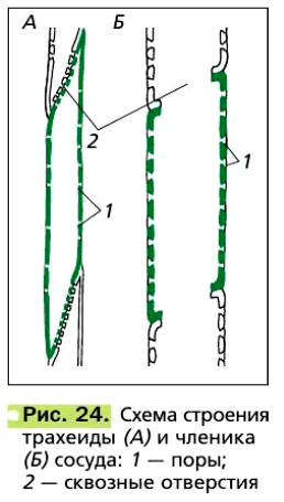 Рис. 24. Схема строения трахеиды (А) и членика (Б) сосуда: 1 — поры; 2 — сквозные отверстия