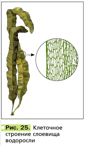 Рис. 25. Клеточное строение слоевища водоросли