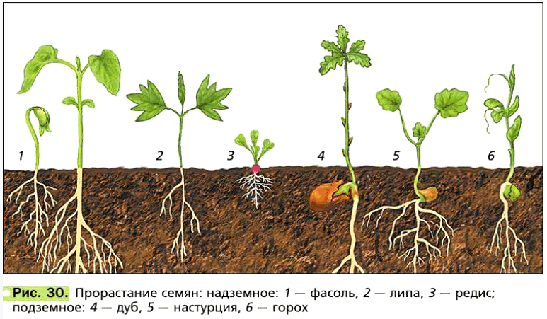 Рис. 30. Прорастание семян: надземное: 1 — фасоль, 2 — липа, 3 — редис; подземное: 4 — дуб, 5 — настурция, б — горох