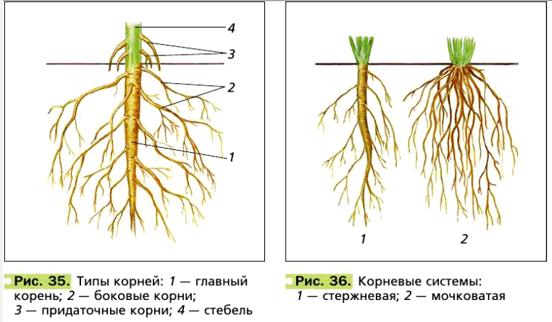 Рис. 35. Типы корней: 1 — главный корень; 2 — боковые корни; 3 — придаточные корни; 4 — стебель. Рис. 36. Корневые системы: 1 — стержневая; 2 — мочковатая