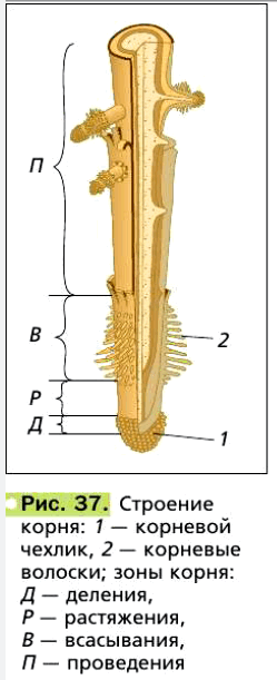 Рис. 37. Строение корня: 1 — корневой чехлик, 2 — корневые волоски; зоны корня: Д — деления, Р — растяжения, В — всасывания, П — проведения