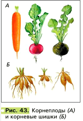 Рис. 43. Корнеплоды (А) и корневые шишки (Б)