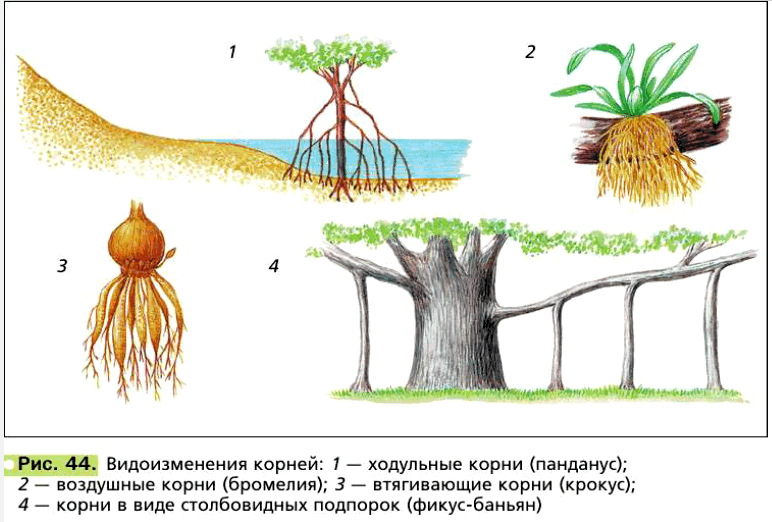 Рис. 44. Видоизменения корней: 1 — ходульные корни (панданус); 2 — воздушные корни (бромелия); 3 — втягивающие корни (крокус); 4 —- корни в виде столбовидных подпорок (фикус-баньян)
