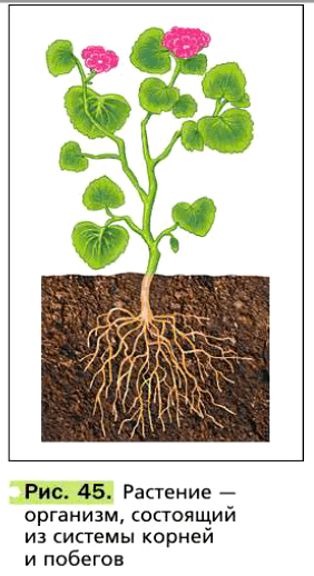 Рис. 45. Растение — организм, состоящий из системы корней и побегов