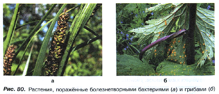 Рис. 80. Растения, поражённые болезнетворными бактериями (а) и грибами (б)