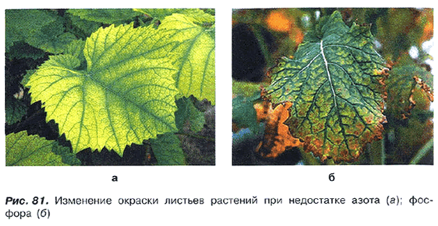 Рис. 81. Изменение окраски листьев растений при недостатке азота (а); фосфора (б)