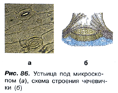 Рис. 86. Устьица под микроскопом (а), схема строения чечевички (б)