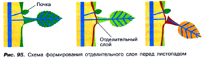 Рис. 95. Схема формирования отделительного слоя перед листопадом