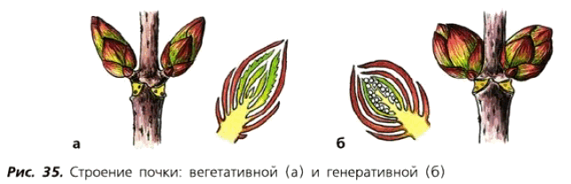 Рис. 35. Строение почки: вегетативной (а) и генеративной (б)