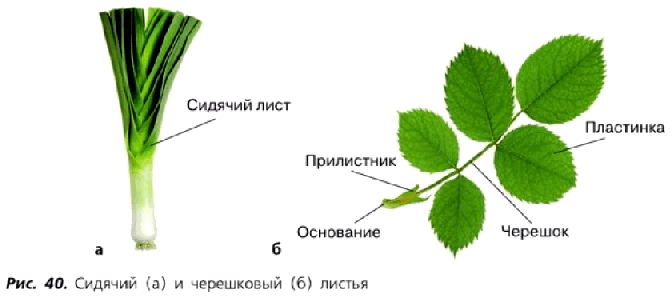 Рис. 40. Сидячий (а) и черешковый (б) листья