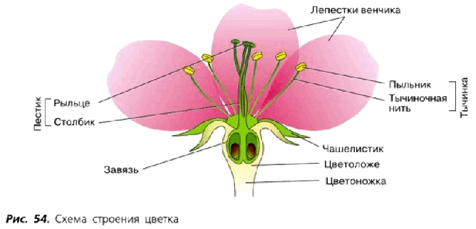 Рис. 54. Схема строения цветка