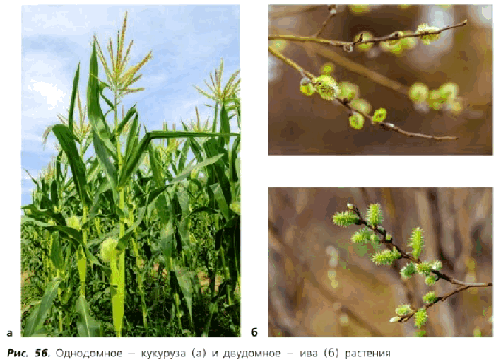 Рис. 56. Однодомное - кукуруза (а) и двудомное - ива (б) растения