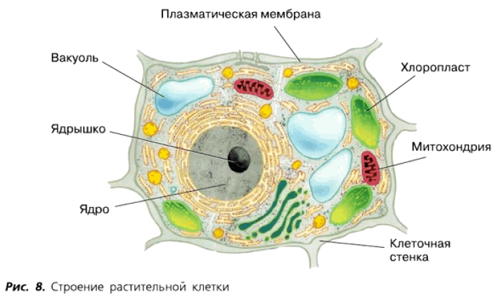 Рис. 8. Строение растительной клетки