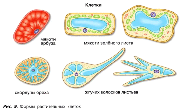 Рис. 9. Формы растительных клеток