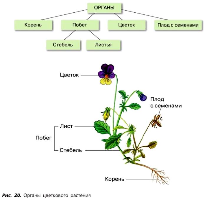 Тесты органы цветковых растений