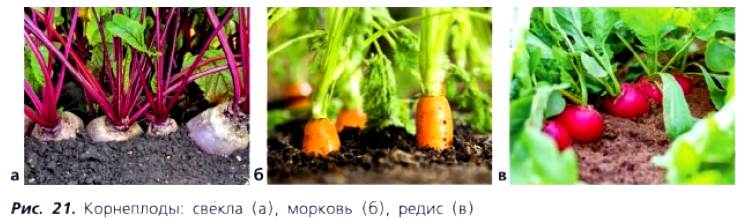 Рис. 21. Корнеплоды: свёкла (а), морковь (6), редис (в)