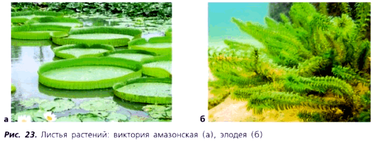 Рис. 23. Листья растений: виктория амазонская (а), элодея (б)