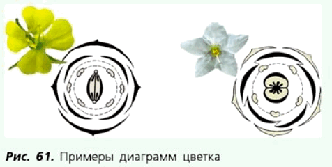 Рис. 61. Примеры диаграмм цветка