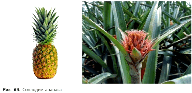 Рис. 63. Соплодие ананаса