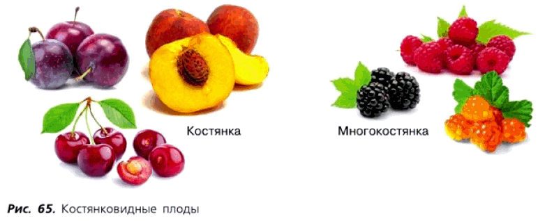 Рис. 65. Костянковидные плоды