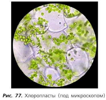 Рис. 77. Хлоропласты (под микроскопом)