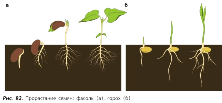 Рис. 92. Прорастание семян: фасоль (а), горох (б)