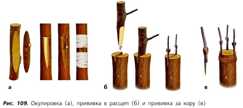 Рис. 109. Окулировка (а), прививка в расщеп (6) и прививка за кору (в)