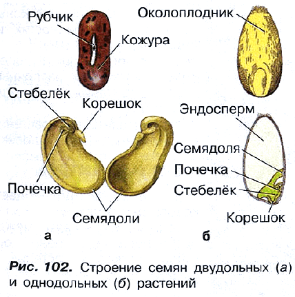 Рис. 102. Строение семян двудольных (а) и однодольных (б) растений