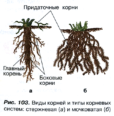 Рис. 103. Виды корней и типы корневых систем: стержневая (а) и мочковатая (б)