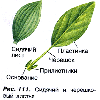 Рис. 111. Сидячий и черешковый листья