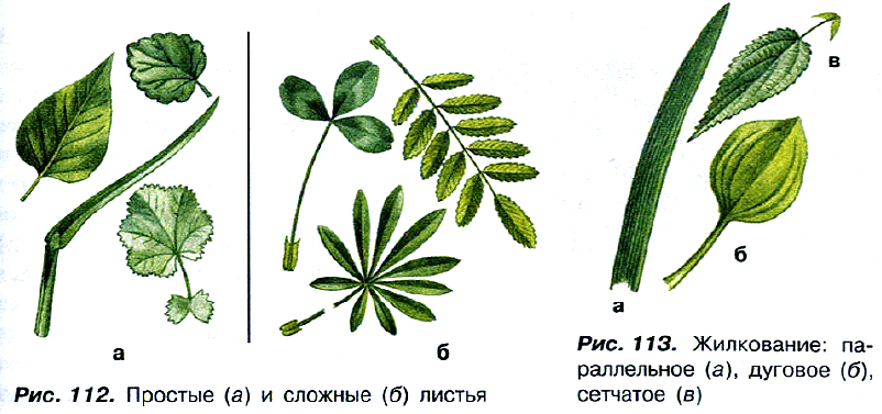 Рис. 112. Простые (а) и сложные (б) листья