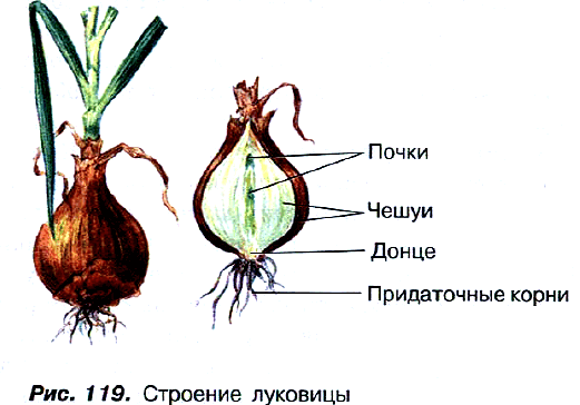 Рис. 119. Строение луковицы